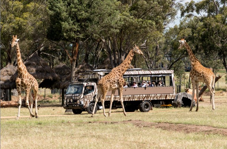Sleeping with giraffes Zoofari Lodge, Dubbo Zoo Let's go MumLet's