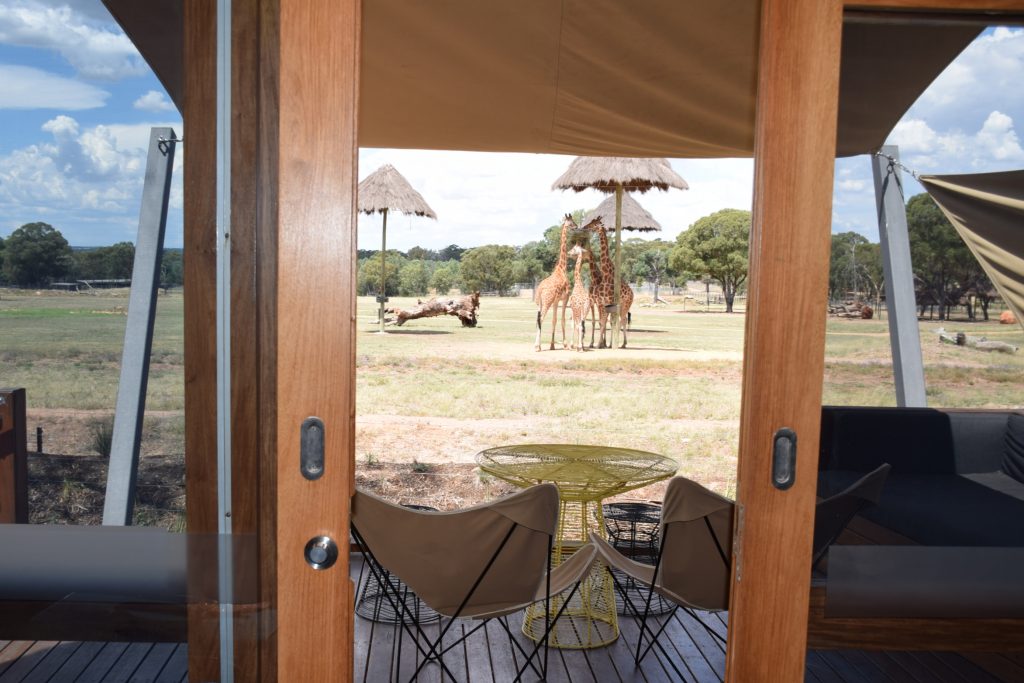 Sleeping with giraffes Zoofari Lodge, Dubbo Zoo Let