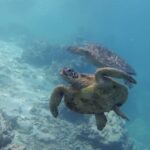 Swim with the turtles in Rarotonga