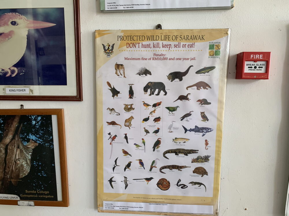 There's lots of information about wildlife at the Bako Visitor's Center