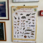 There's lots of information about wildlife at the Bako Visitor's Center