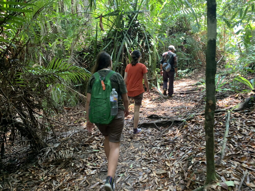 You can go for a beautiful bushwalk through rainforest at Bako National Park
