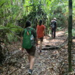 You can go for a beautiful bushwalk through rainforest at Bako National Park