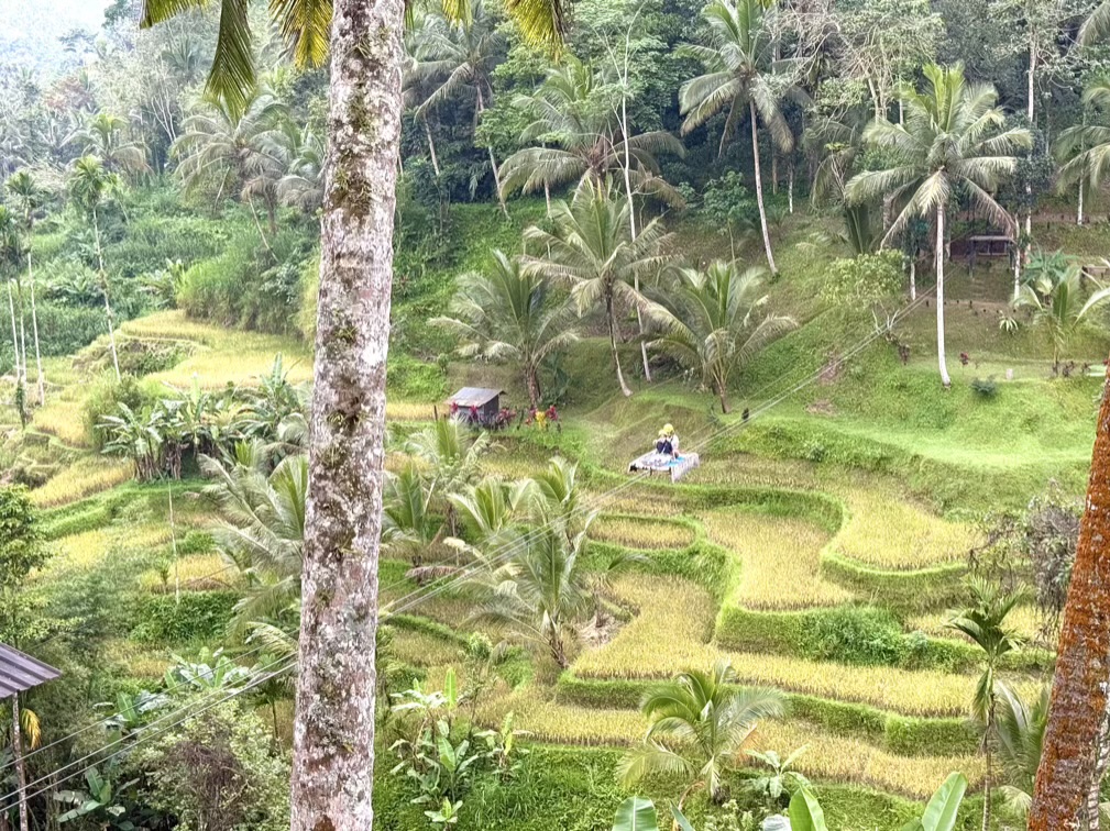 The Aladdin Carpet ride across Tegallalang Rice Terrace
